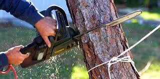 Best Tree Risk Assessment  in Maxton, NC